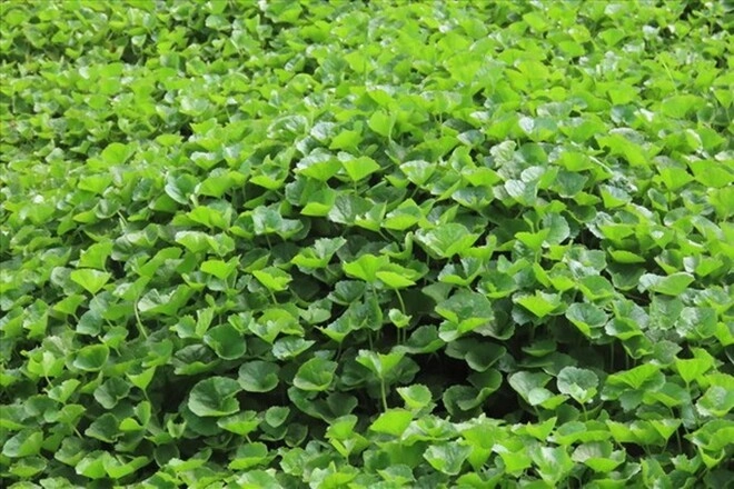 Rau dại được ví như vàng trên mặt đất mùa hè người người thi nhau mua trồng siêu dễ không cần chăm vẫn tươi tốt - 5