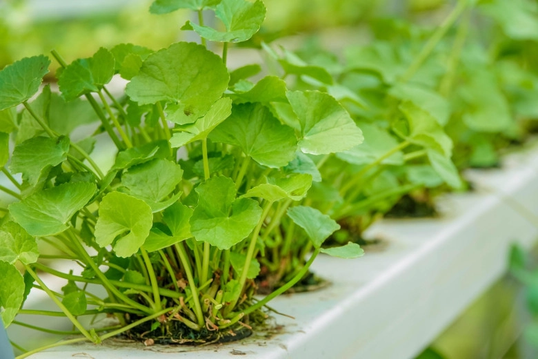 Rau dại được ví như vàng trên mặt đất mùa hè người người thi nhau mua trồng siêu dễ không cần chăm vẫn tươi tốt - 7