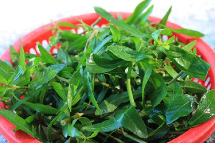 Rau dại mọc bờ bụi nay thành đặc sản giá 70000 đồngkg trồng siêu dễ gieo hạt một lần thu hái nhiều năm - 3