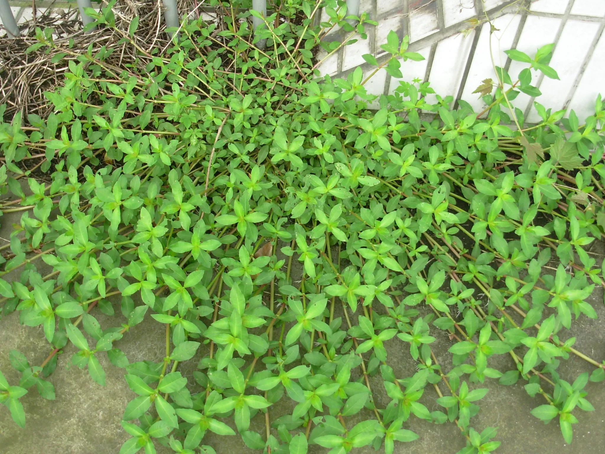 Rau dại mọc bờ bụi nay thành đặc sản giá 70000 đồngkg trồng siêu dễ gieo hạt một lần thu hái nhiều năm - 4