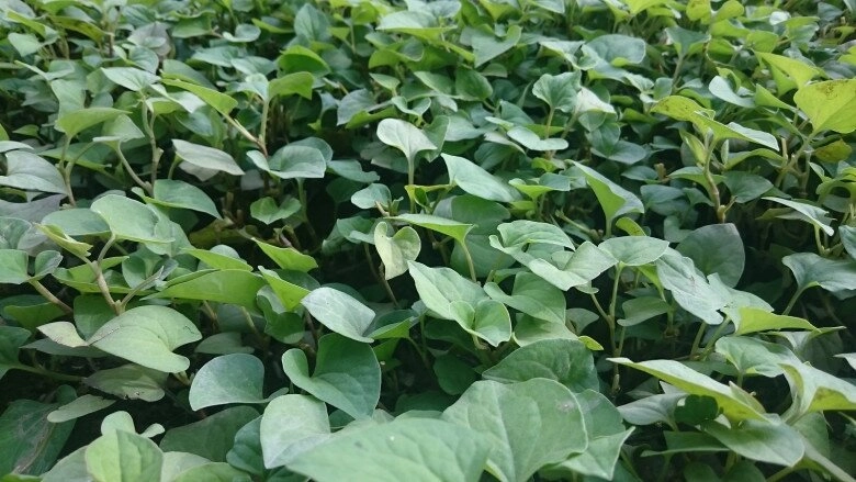 Rau dại mọc bờ mương được ví là kháng sinh tự nhiên 5000 đồng được mớ to lấy cành già cắm vào đất là sống - 2
