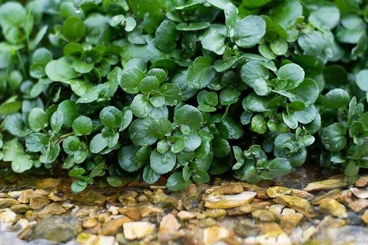 Rau dại mỹ đánh giá tốt nhất thế giới việt nam có khắp nơi trồng trong nước hay đất đều được 25 ngày là thu hoạch - 4