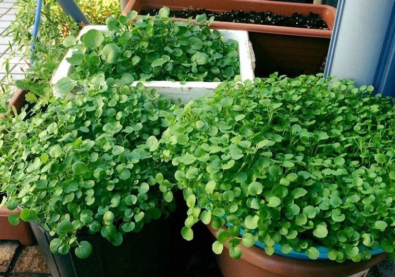 Rau dại mỹ đánh giá tốt nhất thế giới việt nam có khắp nơi trồng trong nước hay đất đều được 25 ngày là thu hoạch - 5