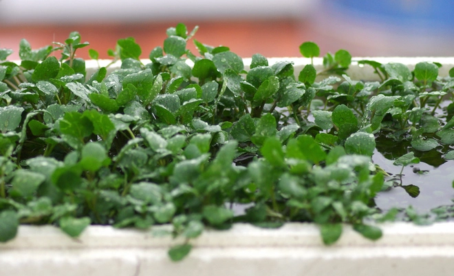 Rau dại mỹ đánh giá tốt nhất thế giới việt nam có khắp nơi trồng trong nước hay đất đều được 25 ngày là thu hoạch - 6