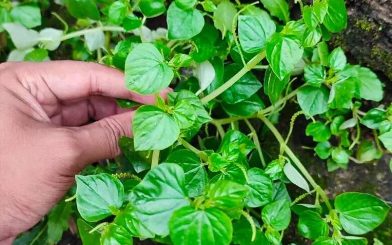 Rau dại nhật coi là rau trường thọ việt nam mọc khắp nơi giá 150000 đồngkg nhưng trồng một lần ăn cả đời - 5
