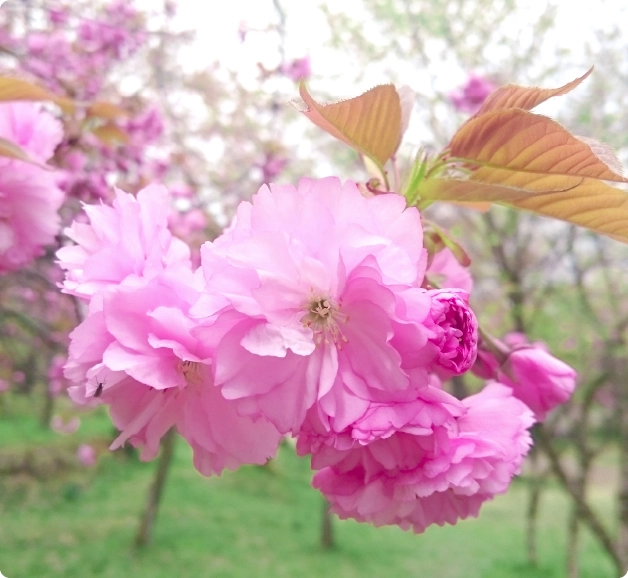 Sakura sakuyahime khi hoa anh đào trở thành lời tri ân gửi đến người phụ nữ - 1