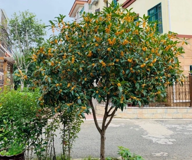 Sân không có cây không phúc không lộc trồng 5 loại cây này con cháu ngày càng phát đạt - 1