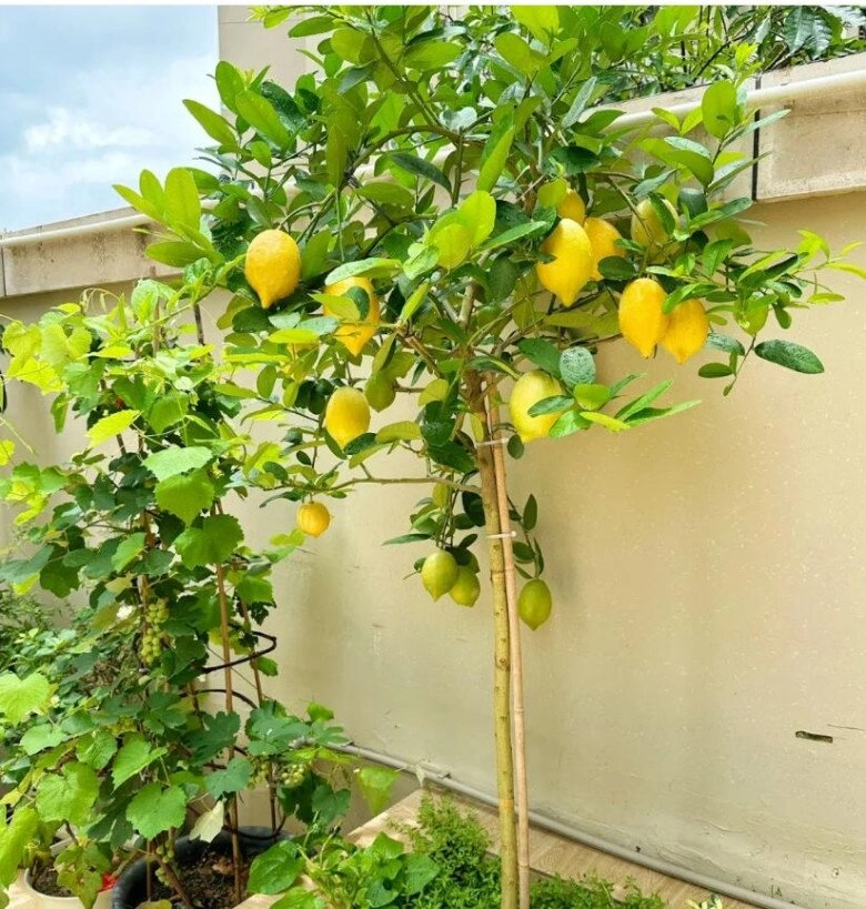 Sân không có cây không phúc không lộc trồng 5 loại cây này con cháu ngày càng phát đạt - 3