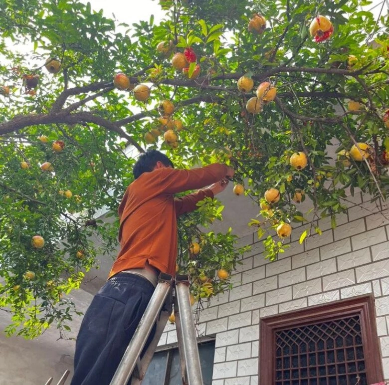 Sân không có cây không phúc không lộc trồng 5 loại cây này con cháu ngày càng phát đạt - 9