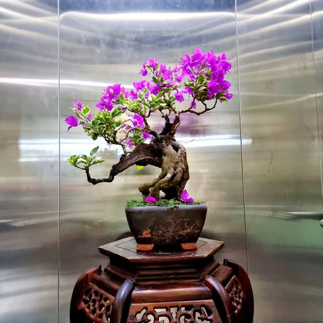 Tại sao trồng hoa giấy trước nhà giúp mang lại may mắn tài lộc nhưng trồng hoa giấy trong nhà lại gây cản dòng năng lượng tích cực - 3