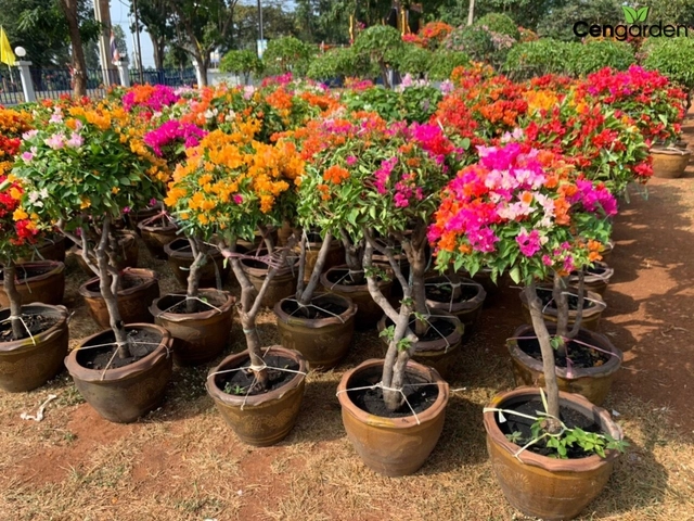 Tại sao trồng hoa giấy trước nhà giúp mang lại may mắn tài lộc nhưng trồng hoa giấy trong nhà lại gây cản dòng năng lượng tích cực - 5
