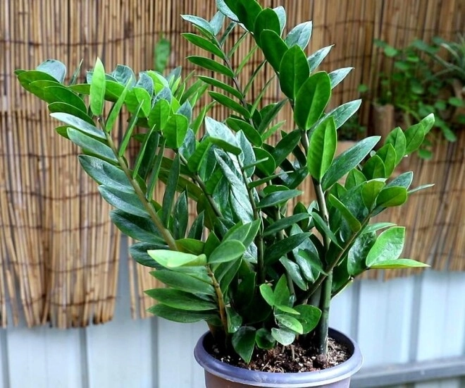 Tháng 5 cho cây kim tiền thưởng thức món ăn vặt này lá mới mọc liên tục cả chậu đầy chuỗi tiền - 1