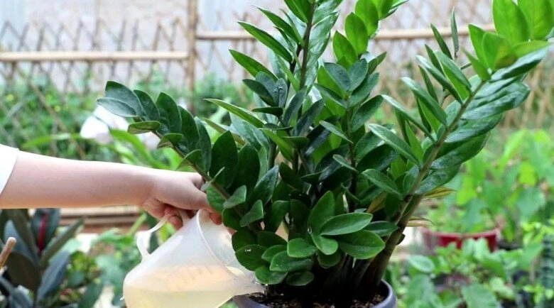Tháng 5 cho cây kim tiền thưởng thức món ăn vặt này lá mới mọc liên tục cả chậu đầy chuỗi tiền - 2