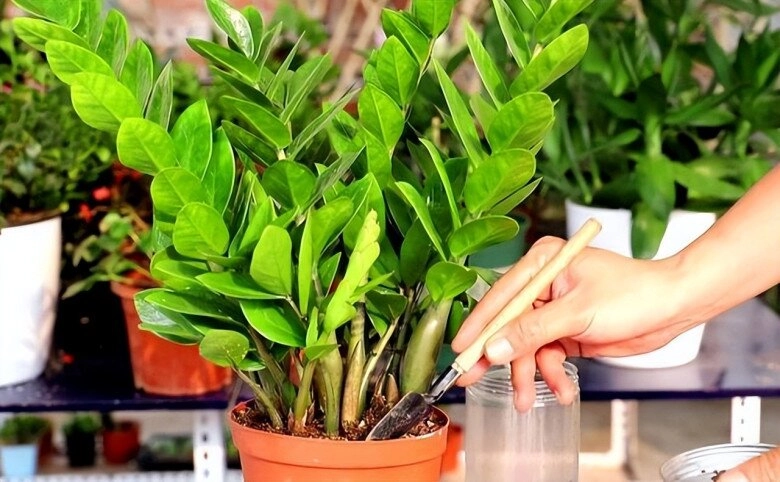 Tháng 5 cho cây kim tiền thưởng thức món ăn vặt này lá mới mọc liên tục cả chậu đầy chuỗi tiền - 3