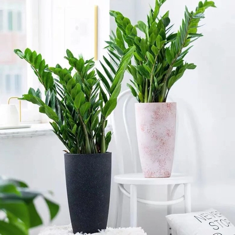 Tháng 5 cho cây kim tiền thưởng thức món ăn vặt này lá mới mọc liên tục cả chậu đầy chuỗi tiền - 4