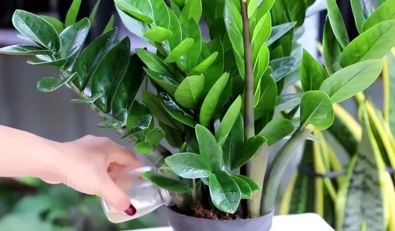 Tháng 5 cho cây kim tiền thưởng thức món ăn vặt này lá mới mọc liên tục cả chậu đầy chuỗi tiền - 5
