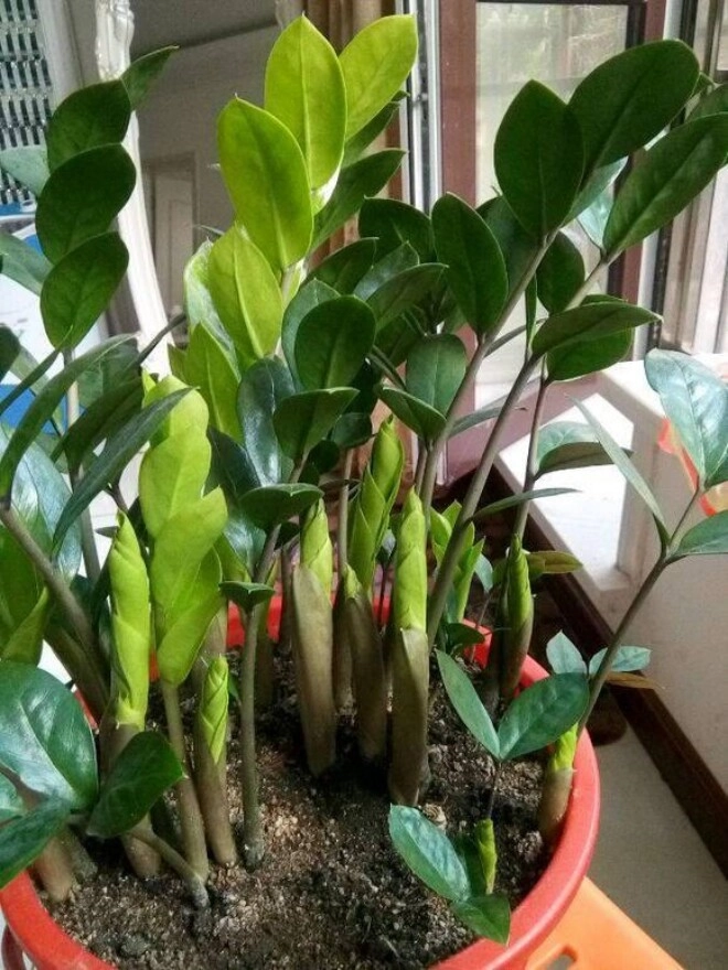 Tháng 5 cho cây kim tiền thưởng thức món ăn vặt này lá mới mọc liên tục cả chậu đầy chuỗi tiền - 6