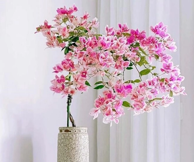 Tháng 6 hãy nhanh tay làm một việc với hoa giấy càng tàn nhẫn cây càng nở hoa rực rỡ - 1