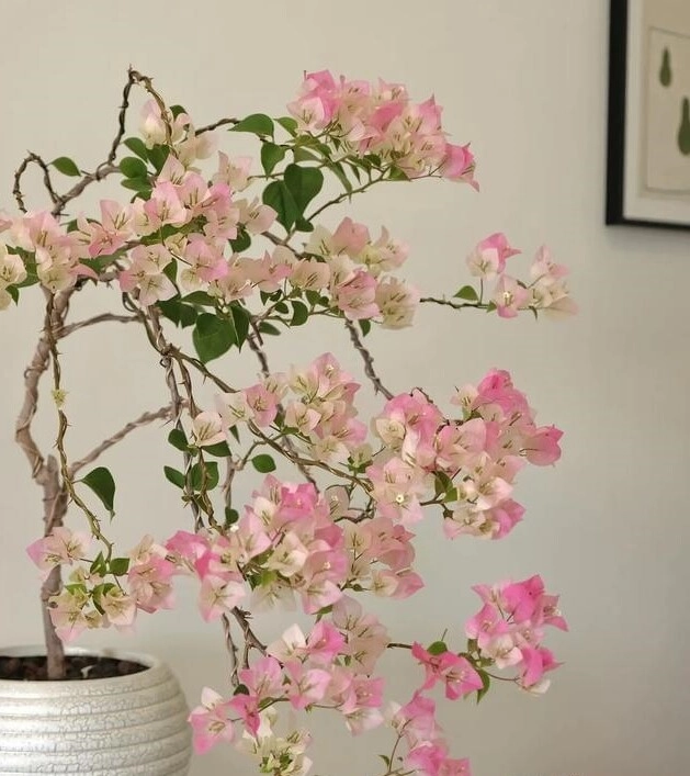 Tháng 6 hãy nhanh tay làm một việc với hoa giấy càng tàn nhẫn cây càng nở hoa rực rỡ - 2