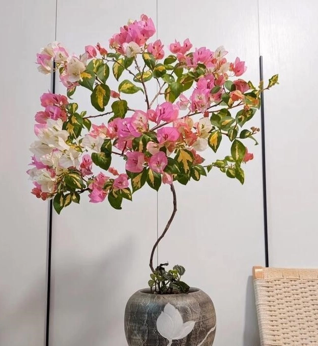 Tháng 6 hãy nhanh tay làm một việc với hoa giấy càng tàn nhẫn cây càng nở hoa rực rỡ - 3
