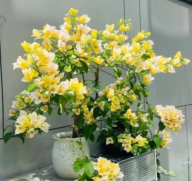 Tháng 6 hãy nhanh tay làm một việc với hoa giấy càng tàn nhẫn cây càng nở hoa rực rỡ - 4