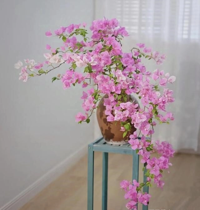 Tháng 6 hãy nhanh tay làm một việc với hoa giấy càng tàn nhẫn cây càng nở hoa rực rỡ - 5