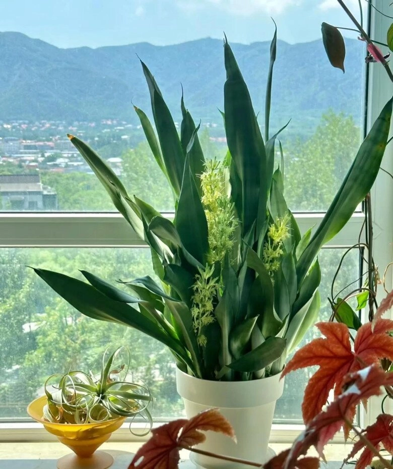 Tháng 7 chăm cây lưỡi hổ theo quy tắc 3 nhiều 2 ít không cần bón phân chồi con cũng chen chúc kín chậu - 7