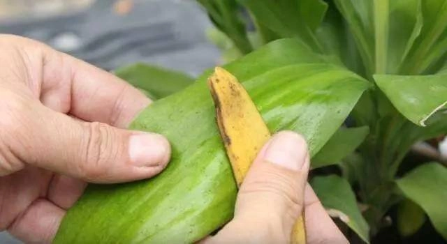 Thêm thứ này vào chậu hoa cây phát triển tươi tốt lá vàng sẽ chuyển sang màu xanh sau 3 ngày - 8