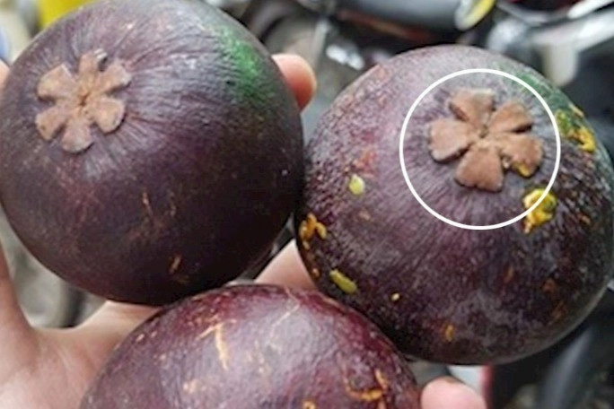 Trắc nghiệm bạn đã biết chọn măng cụt ngon để ăn chưa - 2