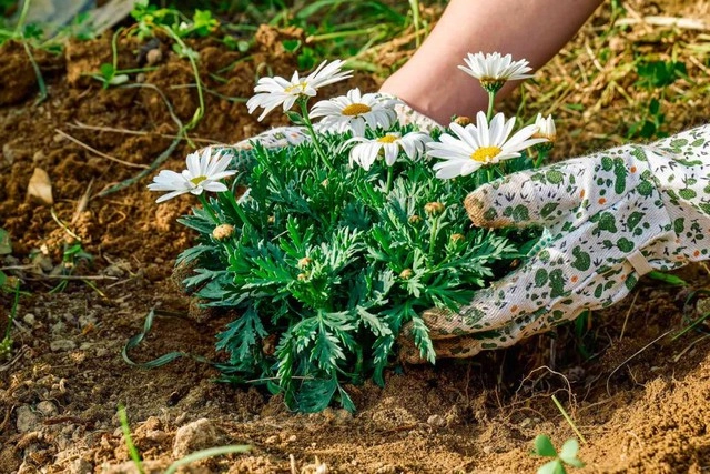Trồng cây hoa này trong nhà có thể giúp lọc sạch các chất độc hại gây ô nhiễm không khí - 4