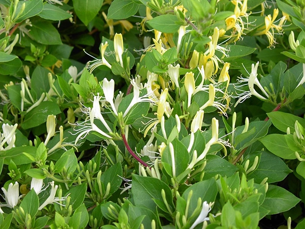 Trồng cây này trong nhà sẽ giàu có - 1