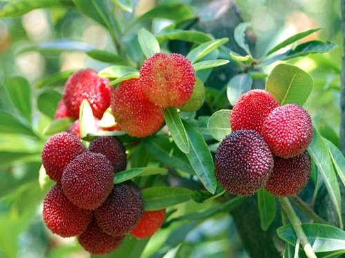 Trồng cây này trong nhà sẽ giàu có - 3