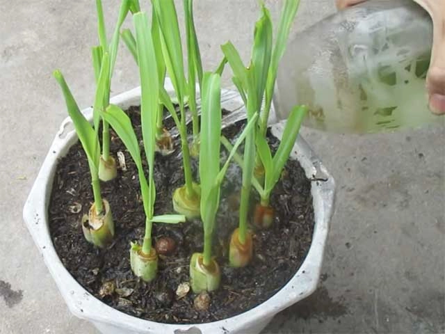 Trong nhà chỉ trồng loại cây gia vị này giúp đuổi muỗi khử tà chống rụng tóc kích thích mọc tóc nhanh - 2