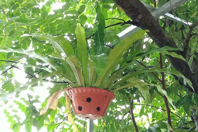 Trong nhà nếu có cây này gia chủ sẽ không lo hết tiền sức khỏe viên mãn - 2