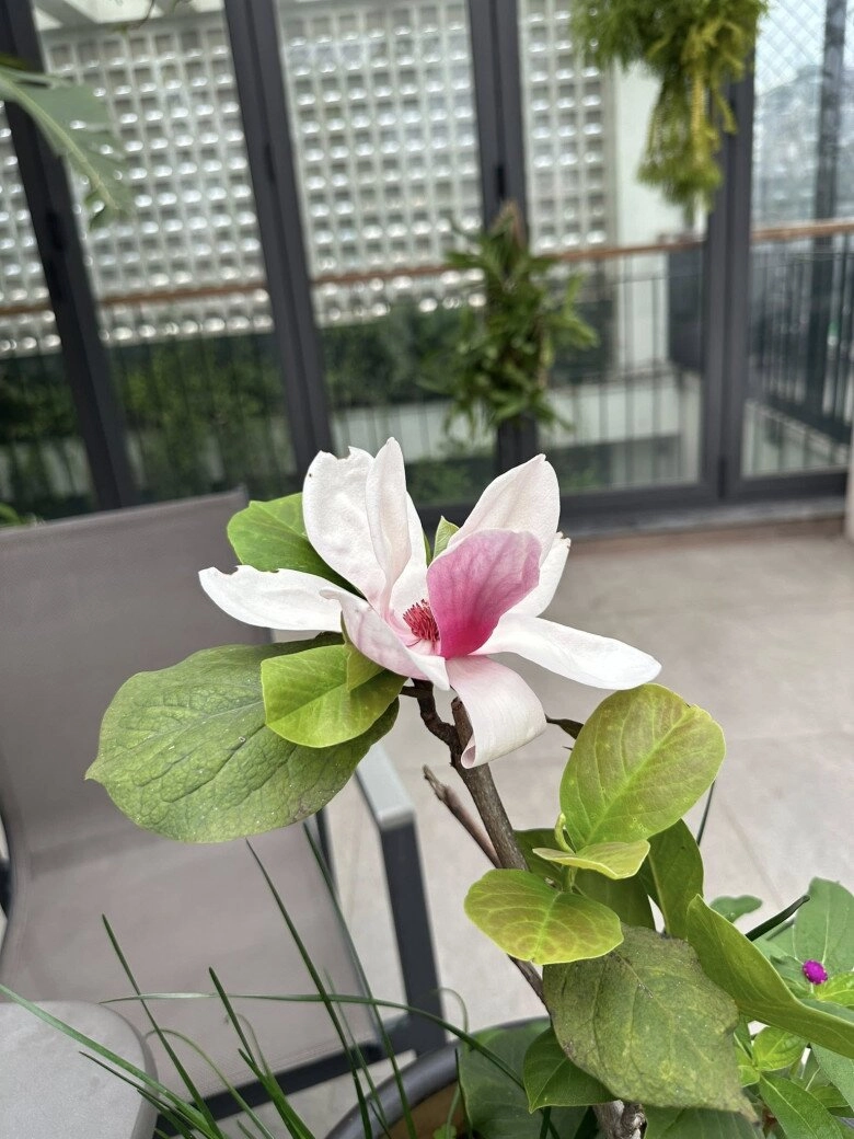 Trọng tấn trồng loài hoa biểu tượng giàu sang trên sân thượng biệt thự ở hà nội mỗi năm ra hoa một lần - 2