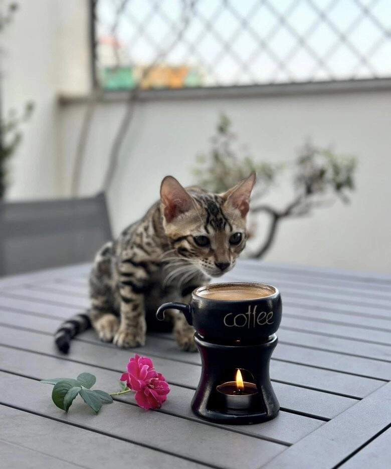 Trọng tấn trồng loài hoa biểu tượng giàu sang trên sân thượng biệt thự ở hà nội mỗi năm ra hoa một lần - 8