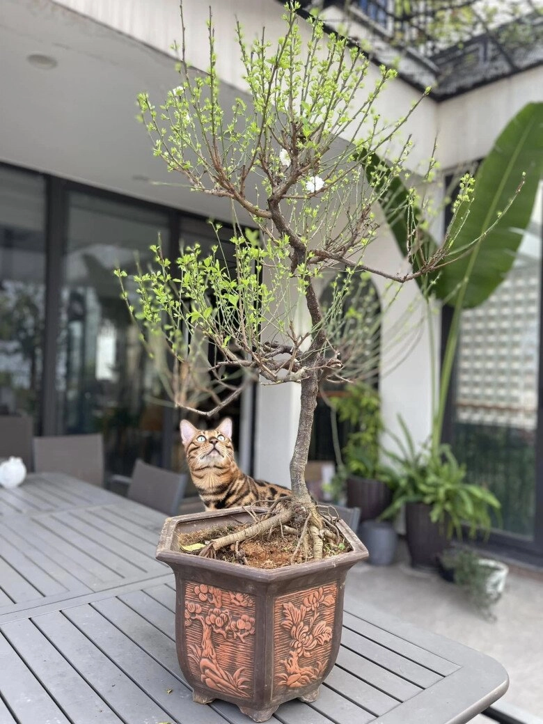 Trọng tấn trồng loài hoa biểu tượng giàu sang trên sân thượng biệt thự ở hà nội mỗi năm ra hoa một lần - 10
