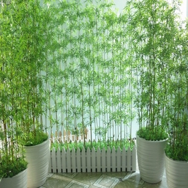 Trồng tre trúc có thực sự mang lại tài lộc và vận may trong gia đình - 2