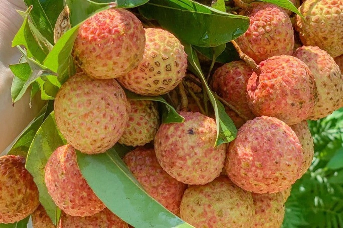 Vải đang bán đầy chợ nhìn vào chỗ này biết ngay quả nào bị sâu đầu đọc rồi nhớ báo mọi người ngay nhé - 1