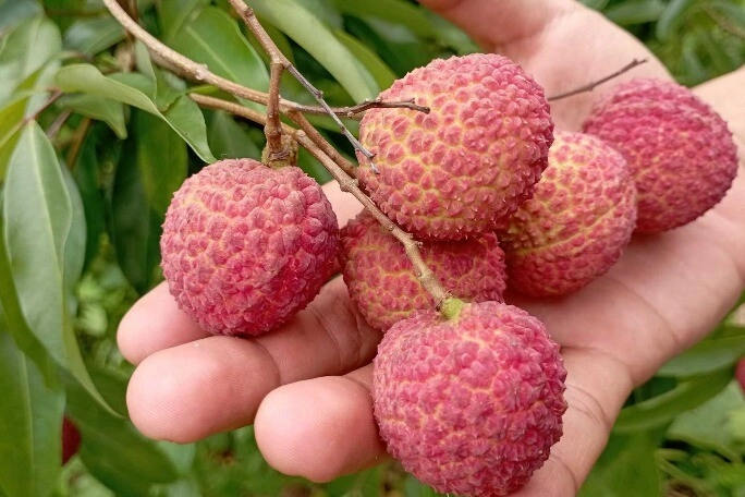 Vải đang bán đầy chợ nhìn vào chỗ này biết ngay quả nào bị sâu đầu đọc rồi nhớ báo mọi người ngay nhé - 2