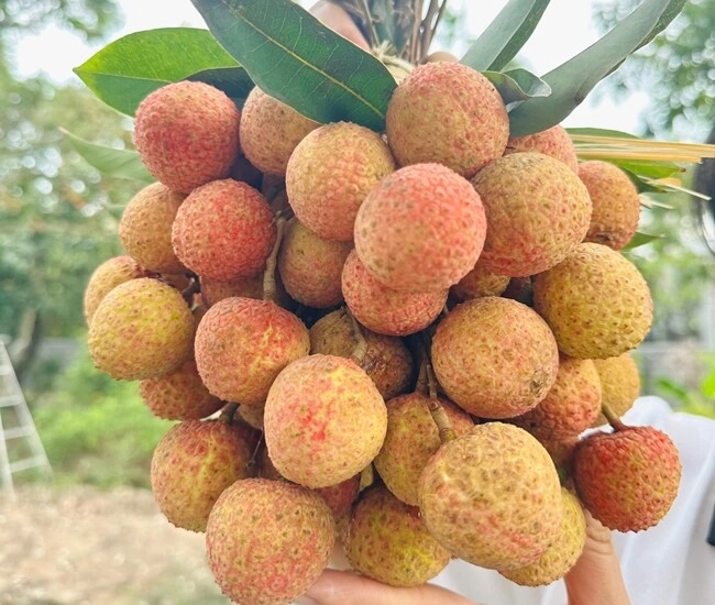 Vải mua về vài hôm là thâm vỏ học mẹ đảm làm theo cách này để cả tháng vẫn tươi ngon thích ăn là có - 1