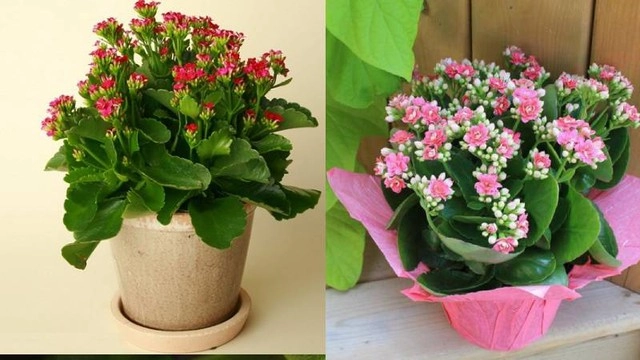 Vị trí đặt cây sống đời trong nhà giúp thu hút tài lộc và kích hoạt vận may - 2