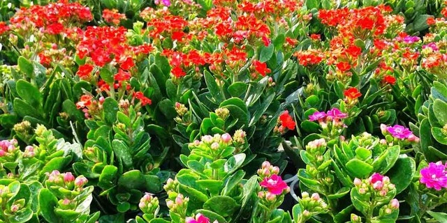Vị trí đặt cây sống đời trong nhà giúp thu hút tài lộc và kích hoạt vận may - 4