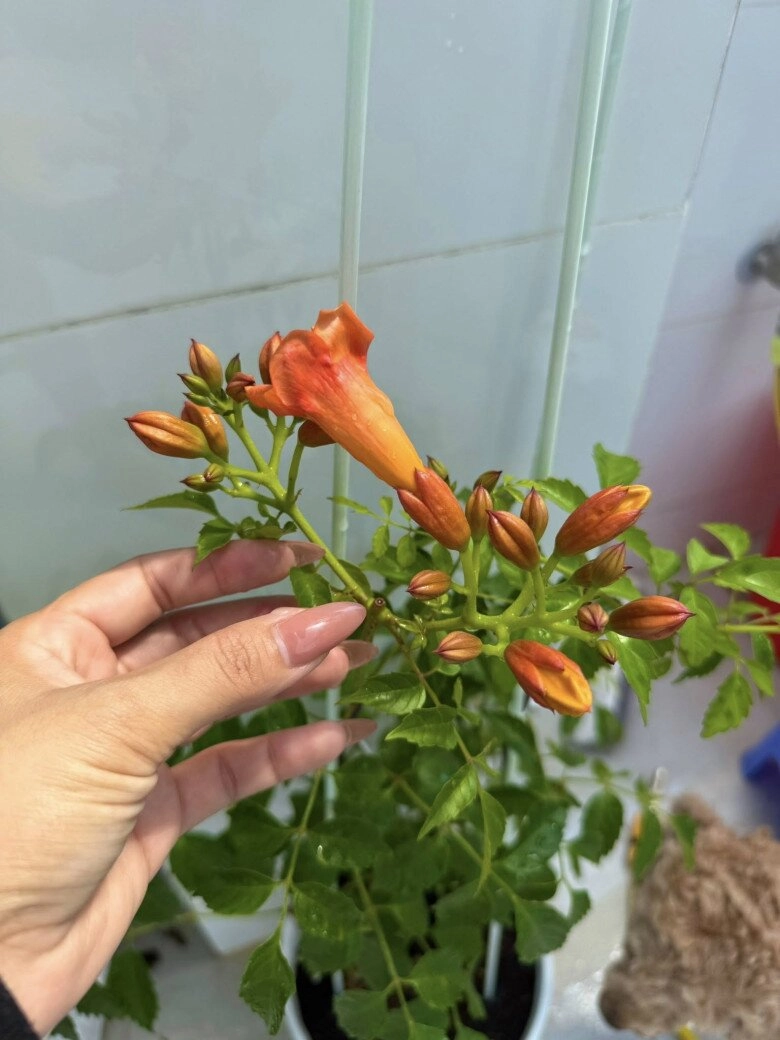 Vợ nhạc sĩ giàu nhất việt nam khoe khu vườn biệt thự nhưng làm ai nấy nghẹn ngào vì dấu ấn 2 người thân - 5