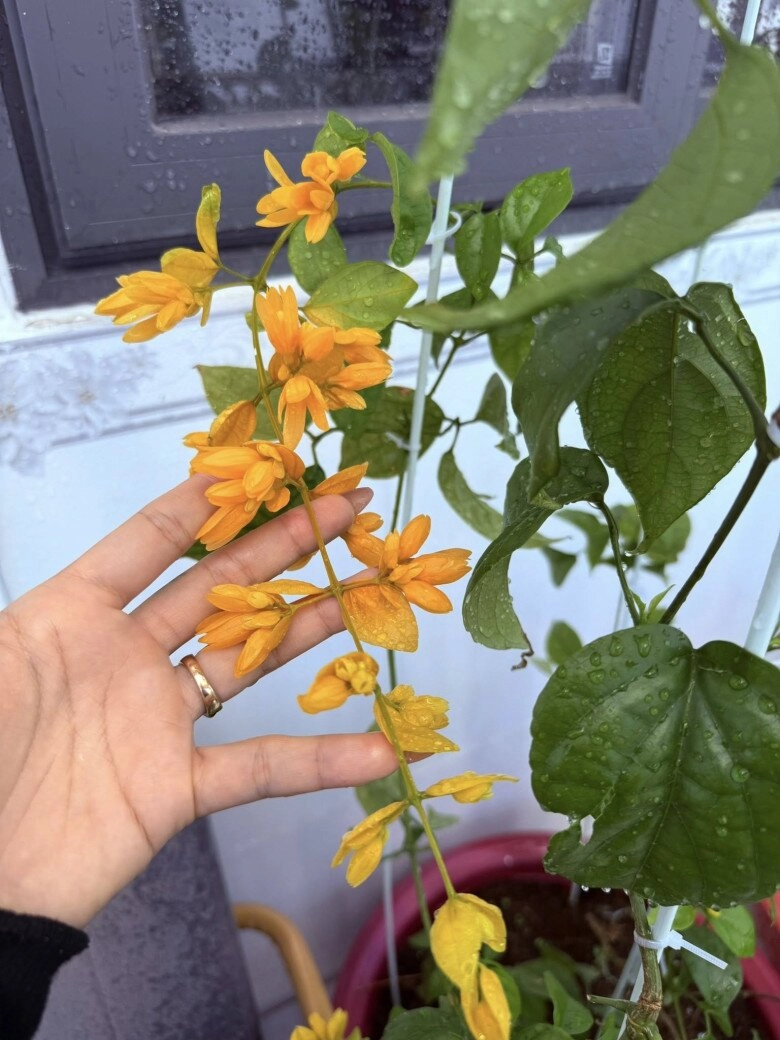 Vợ nhạc sĩ giàu nhất việt nam khoe khu vườn biệt thự nhưng làm ai nấy nghẹn ngào vì dấu ấn 2 người thân - 6