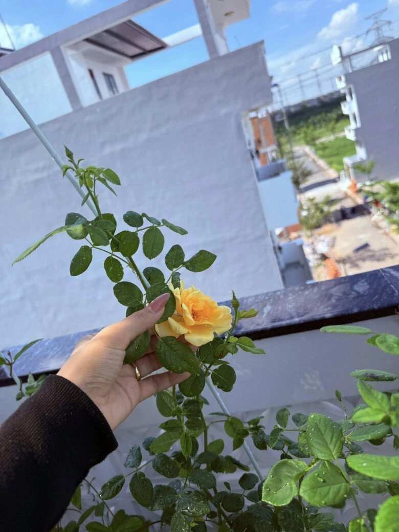 Vợ nhạc sĩ giàu nhất việt nam khoe khu vườn biệt thự nhưng làm ai nấy nghẹn ngào vì dấu ấn 2 người thân - 10