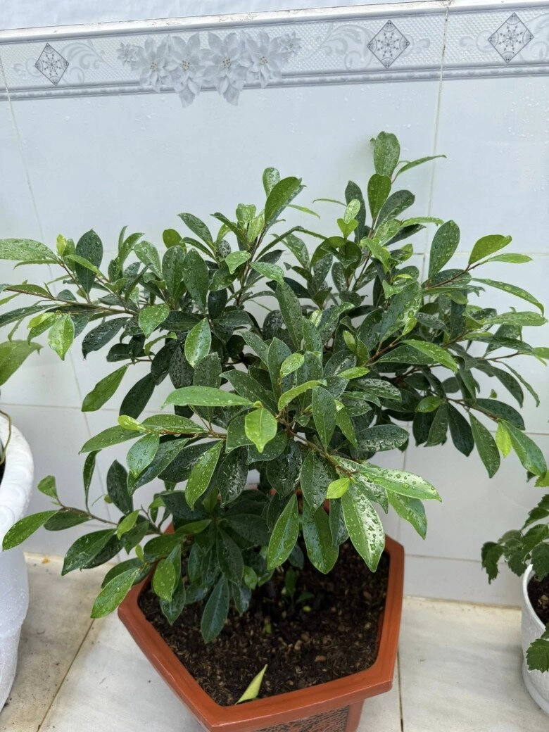 Vợ nhạc sĩ giàu nhất việt nam khoe khu vườn biệt thự nhưng làm ai nấy nghẹn ngào vì dấu ấn 2 người thân - 13