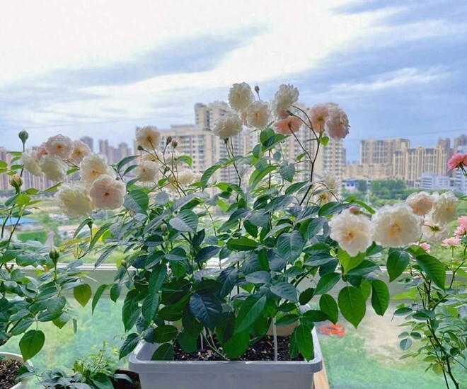 vua chịu bóng tối của thế giới hoa hồng hương thơm lan tỏa cả trăm mét có thể trồng ở ban công hướng bắc - 1