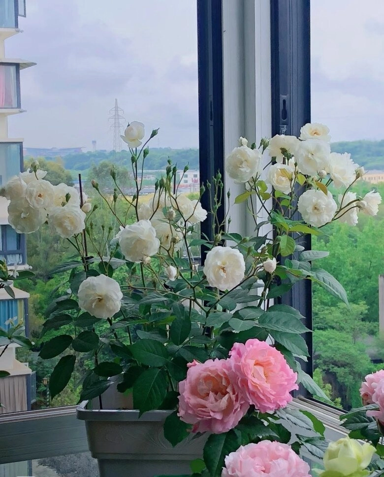 vua chịu bóng tối của thế giới hoa hồng hương thơm lan tỏa cả trăm mét có thể trồng ở ban công hướng bắc - 3