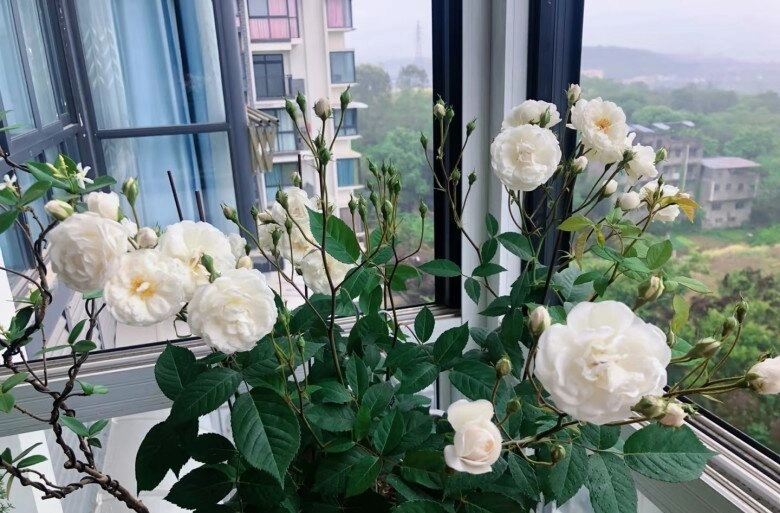 vua chịu bóng tối của thế giới hoa hồng hương thơm lan tỏa cả trăm mét có thể trồng ở ban công hướng bắc - 5